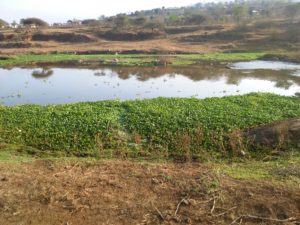 Waterhyacinth along river bed