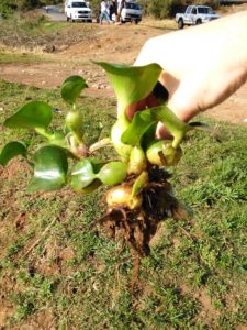 Picture of water hyacinth